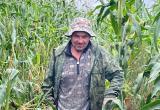 Пожилой вологжанин заблудился в зарослях кукурузы и чуть не погиб