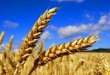 Россия не исключает сворачивания "зерновой сделки" в ближайшее время