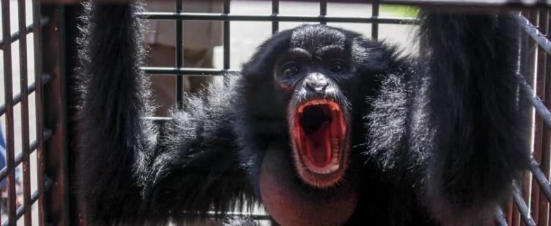 Второй случай оспы обезьян зафиксирован в России