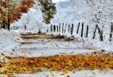 Снег с дождем порадуют уже сегодня жителей Вологодской области
