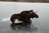 В Вологодской области бестолкового лося пришлось спасать охотоведам и МЧС