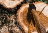 Лес рубят, щепки летят: усиливается борьба с расхитителями лесных богатств