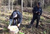 В Вологодской области уменьшилось количество незаконных рубок леса