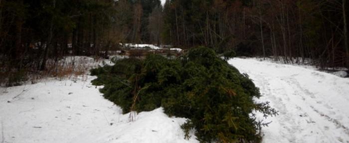 В Тотемском районе будут судить руководителя сельхозпредприятия за незаконные рубки леса