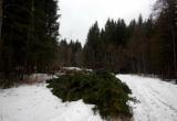 В Тотемском районе будут судить руководителя сельхозпредприятия за незаконные рубки леса