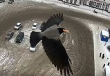 Счастливая вологодская ворона появилась на камере видеонаблюдения перед бестолковым ДТП