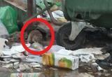Вологжане возмутились упитанным крысам у дома на ул. Космонавта Беляева