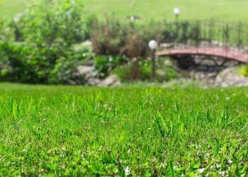 Разбираемся в видах газонов и их особенностях: как с помощью зеленой лужайки создать атмосферу на даче