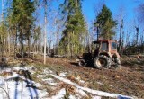 50-летний вологжанин незаконно нарубил дров на полмиллиона рублей