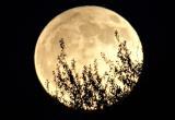 Вологжане дождались «Цветочной луны» и делятся фото в социальных сетях