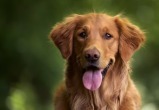 В Госдуме предлагают штрафовать за бесхозный выгул собак