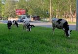 Альтернатива безумным придорожным лосям - это вологодские коровы в Заречье