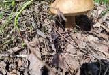 Вологжане ждут хороший урожай грибов в лесах области и делятся первыми находками