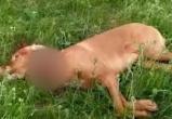После смерти своей собаки житель Вологодской области стал догхантером и убил соседского пса