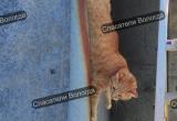 Вологодский кот Беляш принял активное участие в спасении своего собрата, застрявшего на гараже
