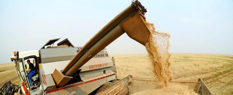 100% зерновых убрали в 5 районах