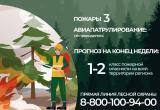 Фото: сообщество Департамента лесного комплекса ВКонтакте