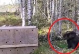 Медвежонок ВолоГоша вернулся в Вологодскую область: Центр спасения медвежат-сирот вернул воспитанника в родной Тарногский лес