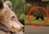 Медвежий сентябрь на Вологодчине: один медвежонок вернулся на родину, второй - пугает горожан в Череповце