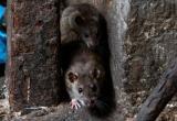 Полчища крыс заполонили город в Вологодской области: бессовестный «АкваЛайн» забыл о своих обязанностях