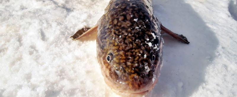 Фото: winter-fishing.ru
