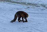 В Вологодской области спасали пушистую красавицу лисичку с раненой лапкой