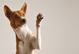 Кинолог разъясняет: различие между дрессировкой и воспитанием собак
