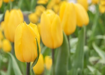 Язык цветов: значение белых роз и желтых тюльпанов