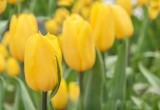 Язык цветов: значение белых роз и желтых тюльпанов