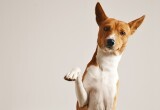 Как научить собаку любым трюкам: советы от кинолога
