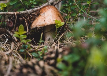 Какие грибы опасно выращивать на даче в 2024 году: разбираемся в законах