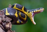 Как защитить дачный участок от змей