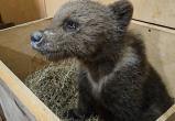 Фото: Центр спасения медвежат-сирот