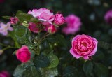 Как восстановить розы после заморозков?