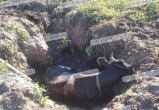 Фото группы "Бандит Беляш и его папки"