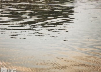 Опасности купания в цветущей воде: что нужно знать?