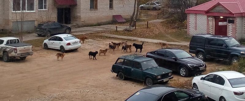 Администрация Тотьмы не может справиться с бродячими собаками в городе