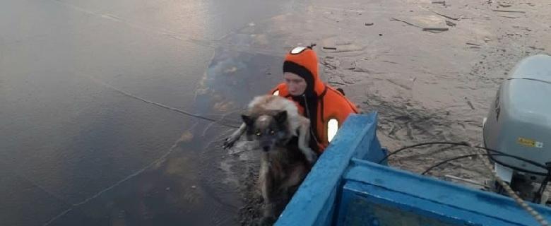 В Вологодской области студенты-спасатели вытащили из реки погибавшую собачку  