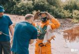 Тимур Бойков, Vologda-poisk.ru