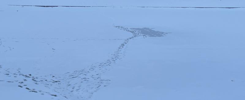 Тимур Бойков, Vologda-poisk.ru