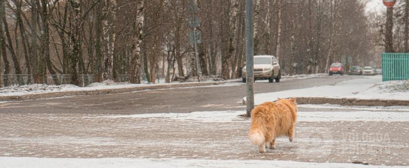 Фото Вологда-Поиск