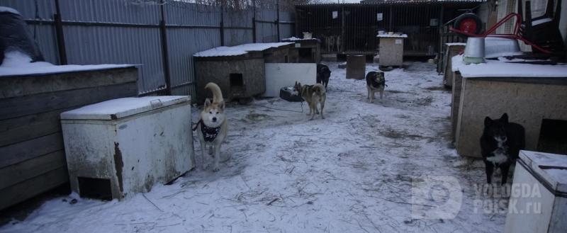 Вологодские собаки в январе пытались сожрать 13 детей и 12 взрослых вологжан