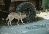 Почему собаки нападают? Кинолог объяснила, кто становится жертвами агрессии