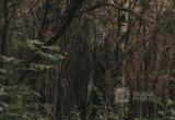 Фото Тимура Бойкова/Вологда-Поиск