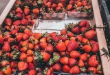Врач назвала полезную «норму» сезона клубники