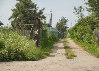 Как защитить дачу от клещей с помощью растений? Как защитить дачу от клещей с помощью растений?