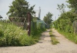 Как защитить дачу от клещей с помощью растений?