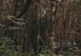 Фото Тимура Бойкова/Вологда-Поиск