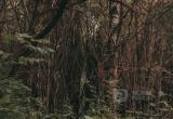Фото Тимура Бойкова/Вологда-Поиск