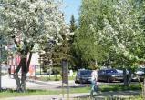 Тимур Бойков, Vologda-poisk.ru